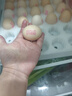德青源DHA可生食鮮雞蛋30枚3斤 無(wú)抗生素谷物喂養 牛奶搭檔早餐禮盒裝 曬單實(shí)拍圖