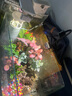 燕之雁 南美缸射燈 水陸雨林缸三色可調焦射燈 魚(yú)缸照明水草燈 3w 曬單實(shí)拍圖