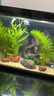 瘋狂水草孔雀魚(yú)活體水族寵物觀(guān)賞魚(yú)冷水耐活小型熱帶魚(yú)淡水魚(yú)苗 黃禮服白子孔雀魚(yú)2對【4CM左右】 曬單實(shí)拍圖