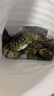 【活蟹】蟹叁鉗莊 全母2.5-2.8兩 8只 現貨大閘蟹 去繩足重 六月黃鮮活螃蟹中秋禮盒 曬單實(shí)拍圖