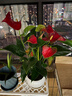 花翁紅掌盆栽植物花卉水培【特級品質(zhì)】≥4朵花-順紋瓷盆源頭直發(fā) 曬單實(shí)拍圖