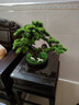 一木代傳 仿真盆景迎客松綠植禪意擺件新中式創(chuàng  )意家居裝飾品開(kāi)業(yè)喬遷禮物 馬到功成-迎客松 曬單實(shí)拍圖