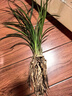 華香園素大富貴 春蘭蘭花苗 濃香型 張荷素 不帶花苞盆栽盆景綠植物綠植 素大富貴5苗帶花苞裸根發(fā)貨 曬單實(shí)拍圖