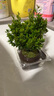 八芽 小葉赤楠盆景擺件室內(nèi)綠植花卉盆栽老樁客廳辦公室桌面好養(yǎng)植物 （【熱銷款】舍得紫砂盆赤楠+苔蘚+底座） 曬單實拍圖