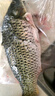  鮮活大鯉魚(yú)1-1.25kg/條 曬單實(shí)拍圖