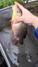 春季釣魚(yú)小藥高濃度大麥紅薯膏黑坑鯉魚(yú)鯽魚(yú)餌料用品通殺配方 曬單實(shí)拍圖