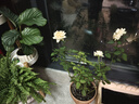美樂(lè )棵 玫瑰月季營(yíng)養土養花花肥種植土花土肥料盆栽綠植專(zhuān)用土壤8L 曬單實(shí)拍圖