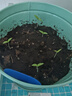 IAM City Farmer矮番茄種植套裝進(jìn)口種子發(fā)芽快幼兒園綠植種植小盆栽配袋子10103 曬單實(shí)拍圖