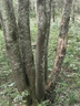 奧本密碼鎖掛鎖抽屜鎖學(xué)生宿舍鎖健身房衣物柜門(mén)鎖7610D 32MM銀 曬單實(shí)拍圖