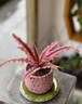 樹(shù)上花開(kāi)派大星姬鳳梨南洋杉辦公室桌面綠植小盆栽室內好養活情緒穩定植物 粉色月球盆-姬鳳梨 曬單實(shí)拍圖