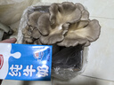 菇婆婆平菇蘑菇種植菌包菌棒盆栽食用菌種家庭趣味栽培陽(yáng)臺采新鮮的蘑菇 灰平菇【出口級-4袋裝】 袋裝 曬單實(shí)拍圖