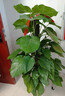 愛(ài)優(yōu)尚大葉綠蘿柱盆栽客廳大型綠植辦公室內除甲醛凈化空氣綠籮源頭直發(fā) 曬單實(shí)拍圖
