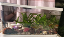 獨寵你魚(yú)缸小型客廳生態(tài)造景過(guò)濾制氧一體缸桌面金魚(yú)缸水族箱中號白色 曬單實(shí)拍圖