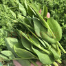 北蔬 豌豆尖種子種苗秋四季芽苗菜蔬菜種籽 北蔬鮮嫩豌豆尖種子200g 曬單實(shí)拍圖