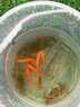 美贊臣藍(lán)臻 3段奶粉幼兒配方奶粉（12-36月）820g 新國標(biāo) 曬單實(shí)拍圖