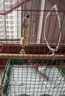 愛鸚閣 墨魚骨風鈴鸚鵡磨牙嘴啃咬玩具用品鸚鵡鳥籠暖窩牽引繩放飛腳鏈 3塊墨魚骨風鈴 曬單實拍圖