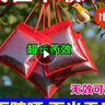 新款驅鳥(niǎo)神器高效趕鳥(niǎo)專(zhuān)用防鳥(niǎo)藥袋驅鳥(niǎo)劑果園田地嚇鳥(niǎo)麻雀不敢來(lái) 一袋裝30小包【高效防鳥(niǎo)】 曬單實(shí)拍圖