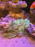 創(chuàng)寧魚缸石英變頻加熱棒 CN-605-300W 低水位烏龜小型迷你自動恒溫器 曬單實拍圖
