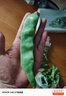 京地達山東新鮮油豆角凈重3斤裝新鮮扁豆蔬菜現摘源頭直發(fā)包郵 曬單實(shí)拍圖
