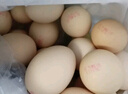 東方甄選雞蛋可生食雞蛋單枚約50g新鮮營(yíng)養早餐溏心蛋生鮮谷物喂養鮮雞蛋 30枚 1.5kg 谷物鮮雞蛋 曬單實(shí)拍圖