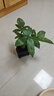 【帶盆高度約15-25cm】發(fā)財樹(shù)盆栽室內植物客廳辦公室吸甲醛好養 單桿發(fā)財樹(shù)+塑料四方舍得盆+小方底座 花盆直徑約8cm 曬單實(shí)拍圖