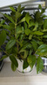 梔子花盆栽花卉植物室內綠蘿籮陽(yáng)臺水培綠植茉莉花四季好養九里香 精品160#大梔子花（小清新瓷盆） 曬單實(shí)拍圖