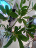 臨雅水培鴨腳木盆栽綠植物室內客廳鮮切日本吊鐘平替水養馬醉木在樹(shù)下 【40~50cm*2】水培鴨腳木 曬單實(shí)拍圖