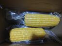 2025年?yáng)|北黃甜糯玉米棒真空包裝低脂黃糯大棒甜東北早餐黏苞米 黃糯玉米6支 150-200克 曬單實(shí)拍圖