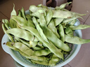 黃六爺東北油豆角現摘新鮮蔬菜黑龍江一點(diǎn)紅油豆角九月青開(kāi)鍋爛整箱包郵 3斤【新鮮超嫩】 曬單實(shí)拍圖