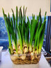 兮月正宗漳州水仙花種球陽(yáng)臺盆栽土培水養水仙大球室內外冬季耐寒花卉 含盆【5顆】水仙種球(周長(cháng)18-20cm) 曬單實(shí)拍圖