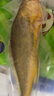GUO LIAN國聯(lián)三去黃花魚(yú)2條共凈重2斤國產(chǎn)寧德東海大黃魚(yú)中秋聚餐海鮮食材 曬單實(shí)拍圖