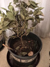 四季桂花盆栽樹(shù)苗開(kāi)花植物室內(nèi)外花卉濃香好養(yǎng)可食用綠植盆景月桂 【精品】四季桂/40-50cm[原土球] 曬單實(shí)拍圖