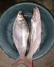 SHIMANO禧瑪諾25款磯釣竿竿釣魚(yú)竿投路亞竿碳素竿漁竿泛用超遠投海竿 4.2m 25款 BASIS BG 6-420K 曬單實(shí)拍圖