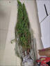 龍柏樹(shù)苗墓地松掃墓墳墳前清明節柏樹(shù)樹(shù)苗龍柏樹(shù)苗帶泥土四季常青 龍柏:30-50cm【送肥料】 曬單實(shí)拍圖