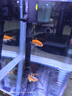 技研精工（JIYJNJINGGONG）魚(yú)缸客廳小型家用帶增氧桌面超白玻璃過(guò)濾免換水生態(tài)懶人魚(yú)缸240 曬單實(shí)拍圖