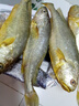 鴻順【冰鮮】黃花魚(yú)4條4斤 生鮮魚(yú)類(lèi) 寧德大黃魚(yú) 地標產(chǎn)品 源頭直發(fā) 曬單實(shí)拍圖