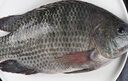 翔泰海南三去羅非魚(yú)/海南鯛1400g/共4條免處理 生鮮魚(yú)類(lèi) 海鮮水產(chǎn)  曬單實(shí)拍圖