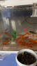 百綸木千草金魚(yú)觀(guān)賞魚(yú)冷水魚(yú)不加溫新手好養純種鳳尾大紅草魚(yú)苗 6-8cm長(cháng)尾紅金10條 送魚(yú)糧 曬單實(shí)拍圖