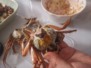 【活蟹】盤(pán)錦河蟹鮮活正宗稻田蟹公母大閘蟹六月黃小螃蟹特大滿(mǎn)黃 【全母蟹】20只+送2只1-1.4兩 曬單實(shí)拍圖