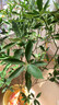 呆果丁融安脆蜜金桔樹(shù)樹(shù)苗四季廣西脆皮可食用果樹(shù)橘子樹(shù)盆栽陽(yáng)臺水果苗 純甜脆蜜金桔3年苗帶土發(fā)貨（明年結果） 曬單實(shí)拍圖
