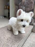 西高地幼犬純種軟毛剛毛雙血統賽級寵物狗活體西高地白梗狗中小型 血統級 母 曬單實(shí)拍圖