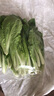 快菜300g 曬單實(shí)拍圖