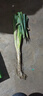 農家自種精品山東大蔥特級新鮮鐵桿長(cháng)白蔥農家毛蔥香蔥現挖便宜 山東大蔥（帶老皮）帶箱 1斤 曬單實(shí)拍圖