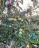 蜂糖李子樹(shù)苗南北方種植嫁接錢(qián)排三華李樹(shù)苗特大早晚熟當年結果樹(shù) 3公分粗【當年結果】 嫁接李子樹(shù)苗【品種備注】 曬單實(shí)拍圖