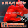 純種臺灣蝴蝶鯉魚(yú)好養耐活淡水冷水觀(guān)賞魚(yú)金魚(yú)錦鯉大尾大鰭活體 純種火紅【蝴蝶鯉】12-15厘米1條 曬單實(shí)拍圖