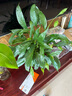 白掌一帆風(fēng)順盆栽植物室內(nèi)花卉綠植水養(yǎng)四季開花新手好養(yǎng)活 白掌1盆（繁星盆） 曬單實(shí)拍圖