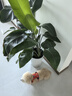 BeauGo狗狗牽引繩狗狗胸背帶小型犬牽引繩狗繩胸背狗背帶狗衣服 熱浪橙 B款套裝 配牽引繩1.2米 XS碼   胸圍34-44cm體重3-7KG 曬單實(shí)拍圖