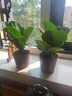 琴葉榕盆栽綠植辦公室客廳觀(guān)葉植物北歐風(fēng)室內花卉凈化空氣好養活 琴葉榕 2盆 【原土原盆】 曬單實(shí)拍圖