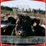 肉鮮廚師澳洲和牛M5原切牛排 凈重2斤 谷飼400天雪花牛肉牛扒冷凍 曬單實(shí)拍圖