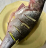 鮮活沖浪河鱸魚(yú)400-500g/條 曬單實(shí)拍圖